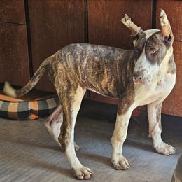 Amadea - Chocolate brindle female Great Dane puppy in Biscoe, North Carolina from Clouser's Bodacious Danes & Miniature Schnauzers