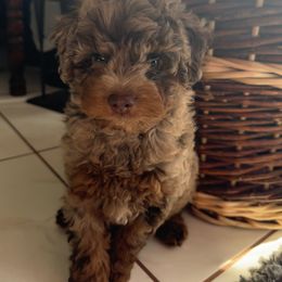 Goldendoodle and Poodle Puppies from Natalia Ovalle