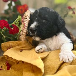 Labradoodle Puppies from California Poppy Doodles