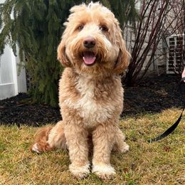 Toby - Goldendoodle