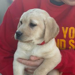 Jenny - Yellow female Labrador Retriever puppy in Baldwin City, Kansas from Hedge Lane Labradors