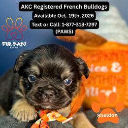 Sheldon - Tricolors male French Bulldog puppy in Michigan from Fur Baby Farms