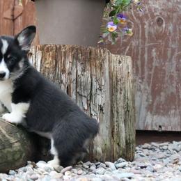 Onyx - Black and tan female Pembroke Welsh Corgi puppy in Plains, Montana from Diamond Corgis