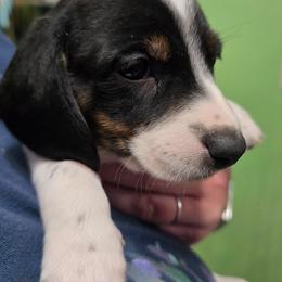Russel Stover - Black and tan male Dachshund puppy in Great Falls, Montana from Green Dragon Kennel