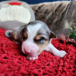 Ziti - Blue merle Australian Shepherd puppy in Orlando, Florida from Catalina Aussies
