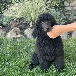 Poodle Puppies from Savicah Poodles