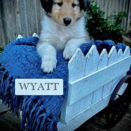 Collie Puppies from Lonestar Country Collies