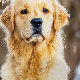 Golden Retrievers from Goldiva Goldens