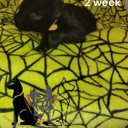 German Shepherd Puppies from Winsome German Shepherds