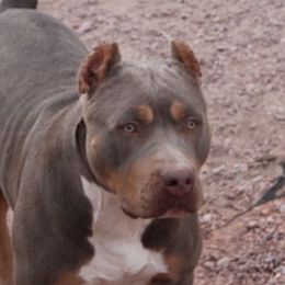 American Bullies from Blackhawkkennelz
