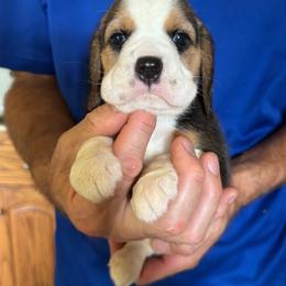 Ashley - Black tan and white female Beagle puppy in Rockwell, North Carolina from Knockhill Beagles