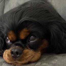 Cavalier King Charles Spaniels from Pretty Prairie Cavaliers