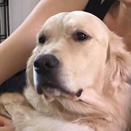 Lily - Golden Retriever