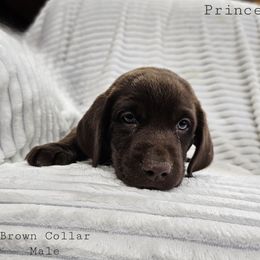 Prince - Chocolate male Labrador Retriever puppy in Boyd, Minnesota from Lindley Labradors