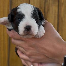 Ranger - Black and white male Bernedoodle puppy in Fallon, Nevada from Wild Roots Doodles