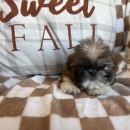 Budget friendly chili - Red and white male Shih Tzu puppy in Sharon, Pennsylvania from Keystone Danes and Shih tzus