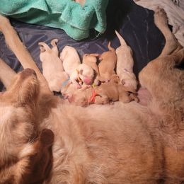 Goldendoodle Puppies from Jesse's Doodles