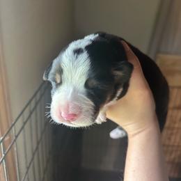 Boy 5 - Black, white and red male Greater Swiss Mountain Dog puppy in Lower Burrell, Pennsylvania from Polyanna’s GSMD
