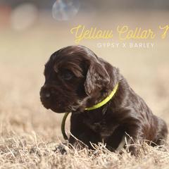 Boy 2 - Liver male Boykin Spaniel puppy in Capron, Virginia from Triple Creek Kennel