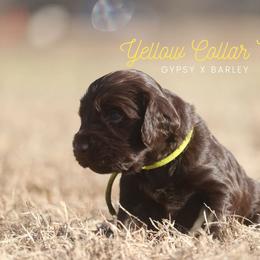 Boy 2 - Liver male Boykin Spaniel puppy in Capron, Virginia from Triple Creek Kennel