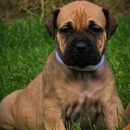 White collar - Brown female Boerboel puppy in Naples, New York from Freedom Boerboels LLC