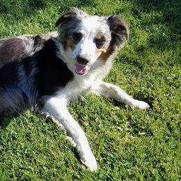 Aussiedoodles and Australian Shepherds from Columbia Basin Aussiedoodles