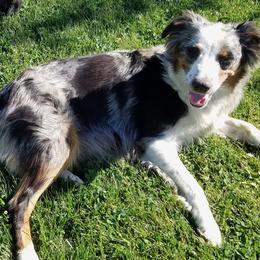 Aussiedoodles and Australian Shepherds from Columbia Basin Aussiedoodles