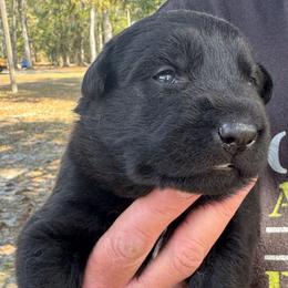 Girl 1 - Black female German Shepherd puppy in Lake City, Florida from Saylor Shepherds
