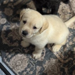 Moose - Yellow male Labrador Retriever puppy in Centreville, Maryland from Barbihaus Kennels