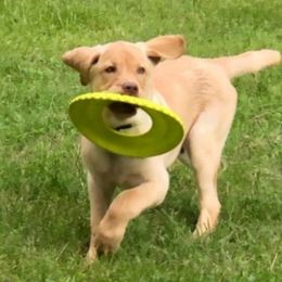 Beagle and Labrador Retriever All Grown Up from Sagebrush Labradors and Beagles