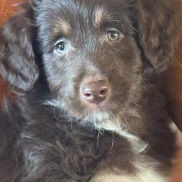 Charlie Brown🤎 - Red tri-color male Aussiedoodle puppy in Granbury, Texas from Triple Cross Doodles