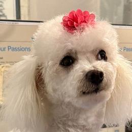 Rose - Bichon Frise