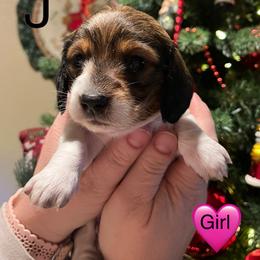Dachshund Puppies from MJ Family Farm
