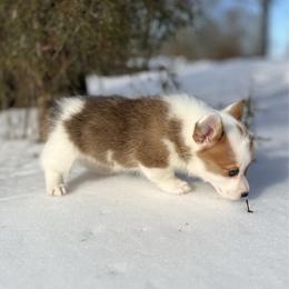 Highland-Mismark - White and red female Pembroke Welsh Corgi puppy in Benton, Arkansas from High Cotton Corgis