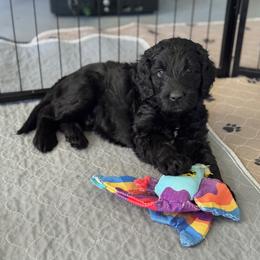 Goldendoodle Puppies from Wrigley's Doodles