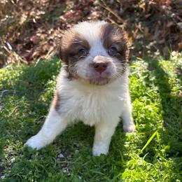 Coraline - Red tri-color female Australian Shepherd puppy in Grants Pass, Oregon from Carmel Mountain Aussies