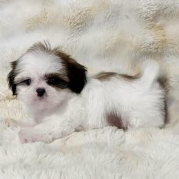 AKC Lola Bunny - Tricolor female Shih Tzu puppy in Greenville, South Carolina from Babyface Shih Tzu