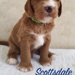 Goldendoodle Puppies from Golden Law Kennels