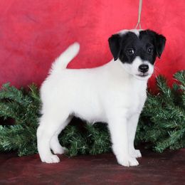 Smooth Fox Terrier and Whippet Puppies from Mardel Robeson