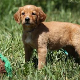 Missy Purple Girl - Dark golden female Golden Retriever puppy in Idaho Falls, Idaho from Once Upon A Dream Kennels