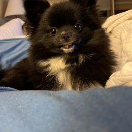 Pomeranian and Pomsky All Grown Up from Southern Poms of Texas