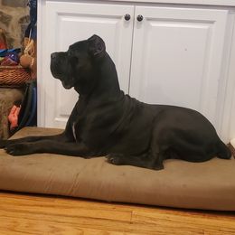 Star - Cane Corso