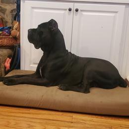 Star - Cane Corso