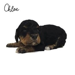 Chloe - Tri-color female Bernedoodle puppy in Crawfordsville, Indiana from Winding Creek Ranch Doodles