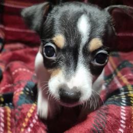Pup 1 - White and black female Teddy Roosevelt Terrier puppy in Murray, Kentucky from Froschwald German Shepherds and Xanadu Teddy Roosevelt Terriers