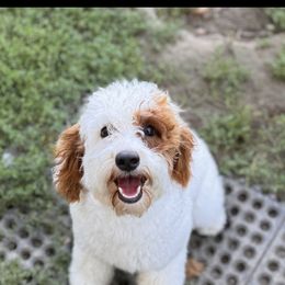 Sophie - Australian Labradoodle