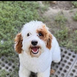 Sophie - Australian Labradoodle