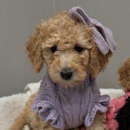 Bubbles - Apricot female Poodle puppy in Matteson, Illinois from Chitownpupz