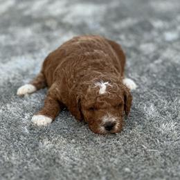 Boy 3 - Red  male Goldendoodle puppy in Cuero, Texas from Firestorm Kennel