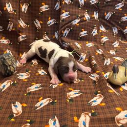 Mallard - Liver white and roan male English Springer Spaniel puppy in Braidwood, Illinois from A & R Springers